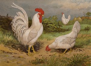 Fehér leghorns (chromolitho) alkotó: Harrison William Weir