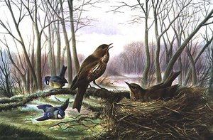A tavasz hírnöke
