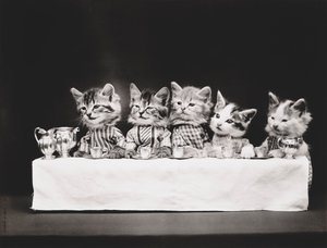 Cicák sorozat: 1914 körül (ezüstnyomat).