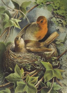 Robin és fészke (chromolitho) alkotó: Hector Giacomelli