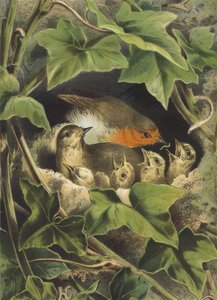 Robin, a fiatalok etetése (chromolitho) alkotó: Hector Giacomelli