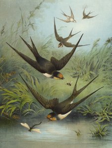 Fecske (chromolitho)