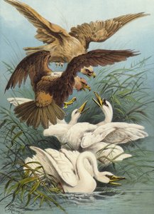 Hattyúk és sasok (chromolitho)