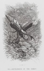 A rovar: A rovar eszközei (metszet) alkotó: Hector Giacomelli