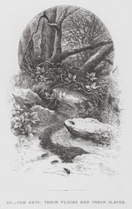 A rovar: A hangyák, nyájaik és rabszolgáik (metszet) alkotó: Hector Giacomelli