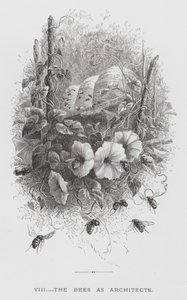 A rovar: A méhek mint építészek (metszet) alkotó: Hector Giacomelli
