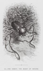 A rovar: A rovar, a természet ügynöke (metszet) alkotó: Hector Giacomelli