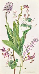 török sapka, orchidea, lonc alkotó: Heinrich Carl Schubert