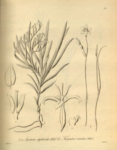Apostasia wallichii (Apostasia stylidioides néven) – Thelymitra cornicina