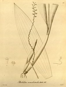 Pholidota camelostalix illusztrációja alkotó: Heinrich Gustav Reichenbach