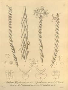 Lockhartia - Xenia 1. kötet (1858) 40. ábra alkotó: Heinrich Gustav Reichenbach