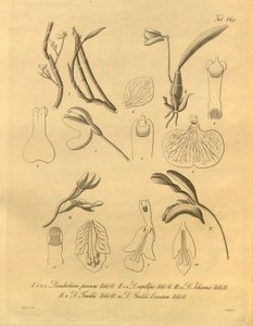 Ez a fájl a Biodiversity Heritage Library-ból származik, és online elérhető a biodiversitylibrary.org/page/698365 címen. alkotó: Heinrich Gustav Reichenbach