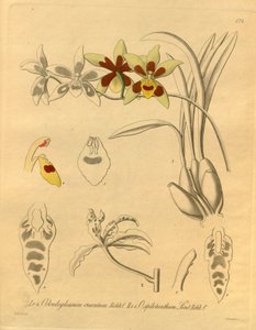 Ez a fájl a Biodiversity Heritage Library-ból származik, és online elérhető a biodiversitylibrary.org/page/698370 címen. alkotó: Heinrich Gustav Reichenbach