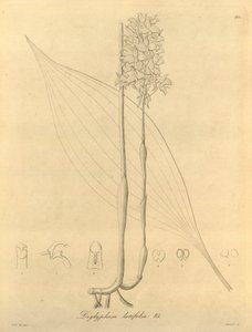 Ez a fájl a Biodiversity Heritage Library-ból származik, és online elérhető a biodiversitylibrary.org/page/696480 címen. alkotó: Heinrich Gustav Reichenbach