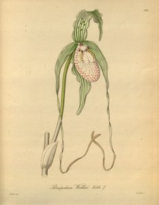 Ez a fájl a Biodiversity Heritage Library-ból származik, és online elérhető a biodiversitylibrary.org/page/698377 címen.