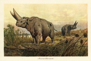 Arsinoitherium, a fájdalom patás emlősök kihalt nemzetsége., 1908 (Nyomtatás)