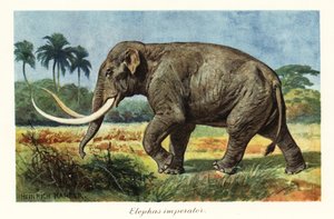A kolumbiai mamut kihalt mamutfaj, pleisztocén, 1908 (nyomtatás)