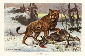 Eurázsiai barlangi oroszlán, Panthera spelaea., 1908 (nyomtatott)