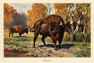 Európai bölény vagy zubr egy erdei tisztáson. alkotó: Heinrich Harder