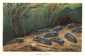 Kihalt trilobitok az óceán fenekén. alkotó: Heinrich Harder