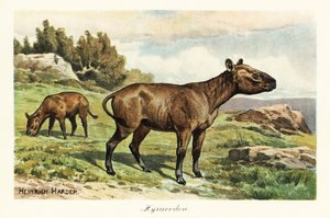 Hyracodon, a póniszerű emlősök kihalt nemzetsége, oligocén. ,1908 (nyomtatott) alkotó: Heinrich Harder