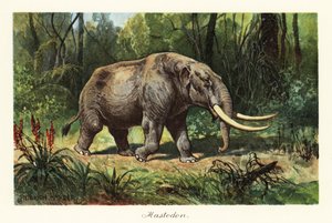 A kihalt Mammuthus nemzetség mastodonja, 1908 (Nyomtatott)