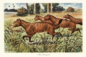 Mesohippus, a korai ló kihalt nemzetsége., 1908 (Nyomtatás)