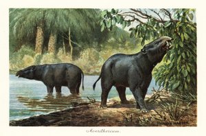Moeritherium, az eocén proboscideánok kihalt nemzetsége. ,1908 (nyomtatott)