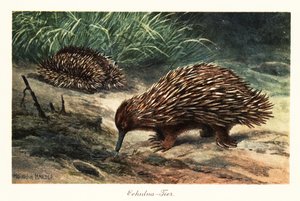 Rövidcsőrű echidna, Tachyglossus aculeatus, táplálékkeresés. alkotó: Heinrich Harder