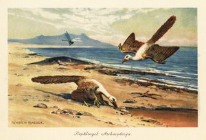 Két Archeopteryx táplálkozik a parton. alkotó: Heinrich Harder