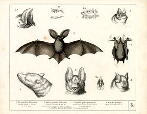 Denevérfajok anatómiai részletekkel alkotó: Heinrich Leutemann