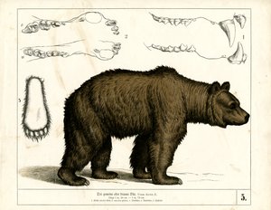 Barna medve anatómiai részletekkel alkotó: Heinrich Leutemann