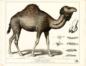  alkotó: Heinrich Leutemann
