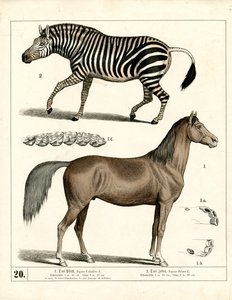 Ló és zebra anatómiai részletekkel alkotó: Heinrich Leutemann