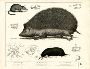 Rovarevők: Szöcske, cickány és vakond alkotó: Heinrich Leutemann