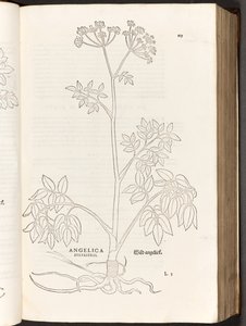 BT3.267.5 125. o. Wild Angelica, illusztráció: Leonhart Fuchs: A faji kommentárok története, 1542