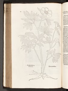 BT3.267.5 p.311 Paeony, illusztráció: Leonhart Fuchs, 1542. A faji kommentárok története