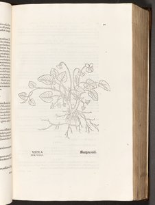BT3.267.5 p.311 Violet, illusztráció: Leonhart Fuchs A rasszizmus története, 1542