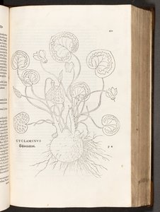 BT3.267.5 51. o. Ciklámen, illusztráció: Leonhart Fuchs: A faji különbségek története, 1542