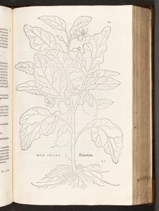 BT3.267.5 533. o. Padlizsán, illusztráció: Leonhart Fuchs: A faji kommentárok története, 1542