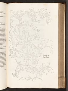 BT3.267.5. 627. o. Borsó, illusztráció: Leonhart Fuchs faji kommentárjainak története, 1542