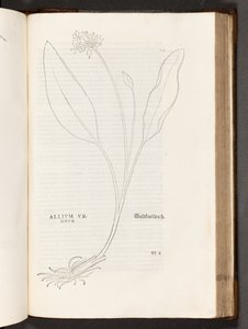 BT3.267.5 p.739 Allium, illusztráció: Leonhart Fuchs: A rasszizmus története, 1542