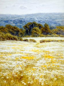 Oxeye Daisies, Westerham közelében, Kentben (akvarell papíron) alkotó: Helen Allingham