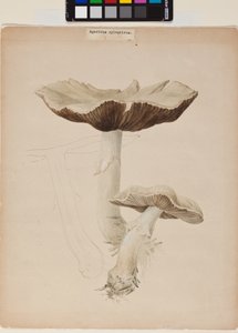 Agaricus Augustus alkotó: Helen Beatrix Potter