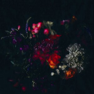 Sötét virág, 2019 alkotó: Helen White