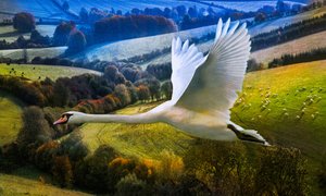 Hajnal első repülése, 2020 alkotó: Helen White