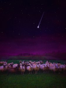 Flock by Night, 2019 alkotó: Helen White