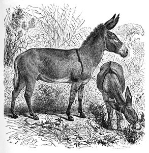 Afrikai vadszamár, c1900
