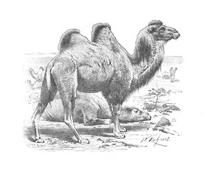 Baktriai teve, c1900