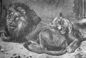 Oroszlán és oroszlán, c1900